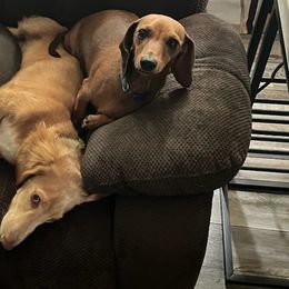 Dachshunds from Adney Acres Dauchshunds