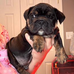Banjo - Black tri-color male Bulldog puppy in Fort Oglethorpe, Georgia from Jhuntfrenchies