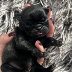 Dexter - Black male Pug puppy in Greeneville, Tennessee from Bear Mountain Farms