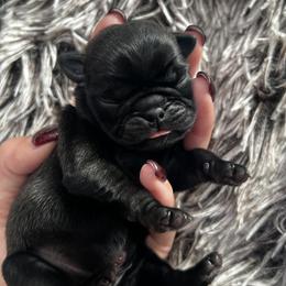 Dexter - Black male Pug puppy in Greeneville, Tennessee from Bear Mountain Farms