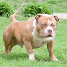 American Bully All Grown Up from Weight In Gold Kennels