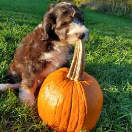 Fozzie - Black and white male Sheepadoodle puppy in Bellevue, Iowa from Fluffy Wonders Poms and Doodles