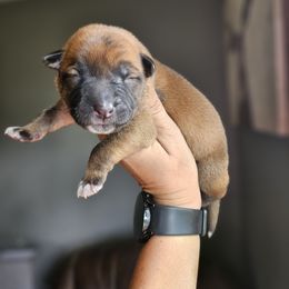 Boy 1 - Fawn male Xoloitzcuintli puppy in Ethridge, Tennessee from Royalty Reigns Xolos