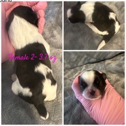 Tashi - Black and white female Shih Tzu puppy in Waverly, Ohio from Kara’s Shih Tzu Kuties