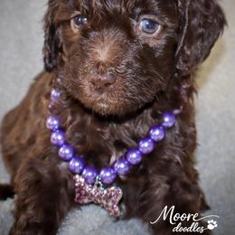 Vera Wang - Brown female Bernedoodle puppy in Ohio from Moore Doodles