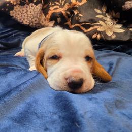 Mongo - Red and white male Basset Hound puppy in Bellaire, Ohio from Blessed Bassets