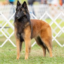 Belgian Tervuren puppies from CoKo Belgian Tervuren