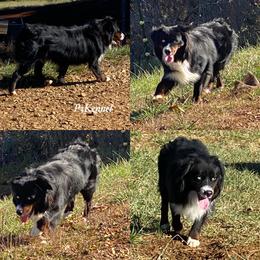 Cooper - Miniature Australian Shepherd