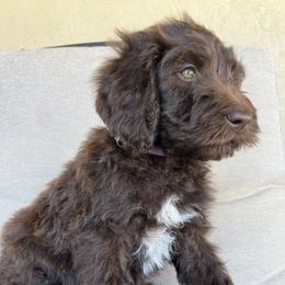 Goldendoodle and Poodle Puppies from Desert Doodles