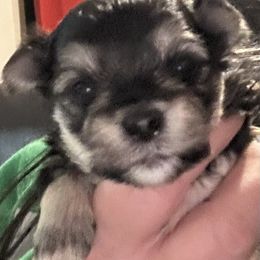 Boy 1 - Black & tan tri-color male Morkie puppy in Pittsburgh, Pennsylvania from Maria's Morkies & More