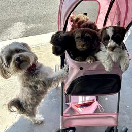 Havanese Puppies from Heavenly Havanese of Florida