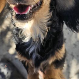 Dachshunds from 3 B's Breeding