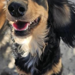 Dachshunds from 3 B's Breeding