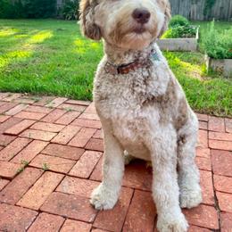 Aussiedoodle and Goldendoodle All Grown Up from Doodles&Danes