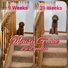 Goldendoodle Puppies from Lu Doodles