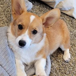 Miniature Australian Shepherds and Pembroke Welsh Corgis from Kandi's Pups