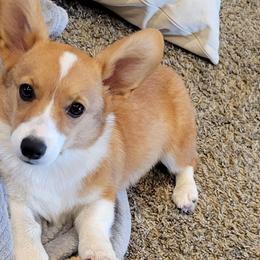 Miniature Australian Shepherds and Pembroke Welsh Corgis from Kandi's Pups