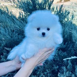 Bruno - White male Pomeranian puppy in Hot Springs, Arkansas from Pomeranian Empire