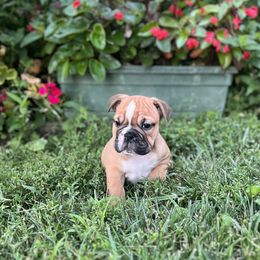 Dude - Fawn and white male Bulldog puppy in Clarinda, Iowa from Stimson Bulldogs