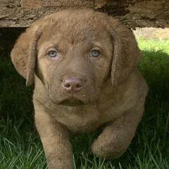 Chesapeake Bay Retrievers from Lion's Pride Kennels