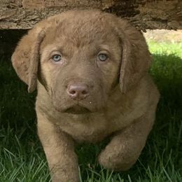 Chesapeake Bay Retrievers from Lion's Pride Kennels