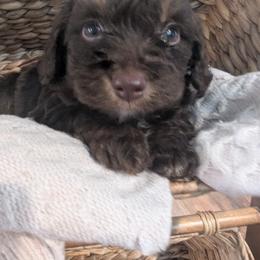 Aussiedoodle Puppies from The Cuddly Dood Ranch