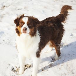 Jade - Miniature American Shepherd