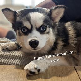 Fallon - Pomsky
