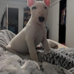 Chunk - White and brindle male Bull Terrier puppy in Withee, Wisconsin from Luxury Bulls