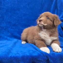 Strider - Red & white female Australian Shepherd puppy in Collinston, Utah from Corbridge Aussies