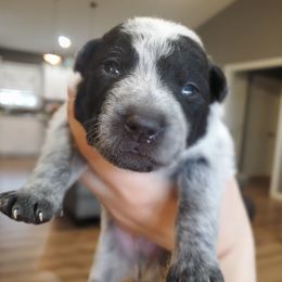 Celery (Tonto) - Blue male Australian Cattle Dog puppy in Monterey, Tennessee from Quarter Acre Farms