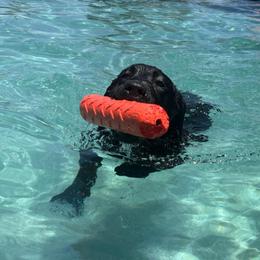 Mac-Brown boy - Black male Labrador Retriever puppy in Menifee, California from The Golden Leash Kennels