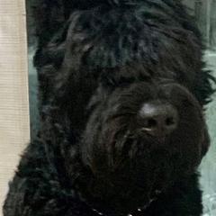 Bouvier des Flandres from Bouvier's of Rockingham