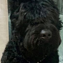 Bouvier des Flandres from Bouvier's of Rockingham