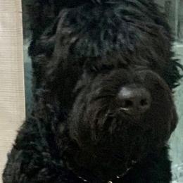 Bouvier des Flandres from Bouvier's of Rockingham