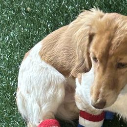 Dachshunds from Castle Hill Doxies