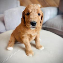 Girl 2 purple collar - Apricot female Goldendoodle puppy in Mattawan, Michigan from Doodifuldoods