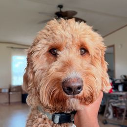 Willow - Goldendoodle