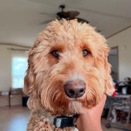 Willow - Goldendoodle