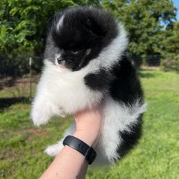 Girl 2 - Black and tan parti female Pomeranian puppy in Newalla, Oklahoma from Classy Poms