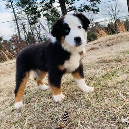 Miniature Australian Shepherd and Toy Australian Shepherd All Grown Up from 2Lazy2P Mini Aussies