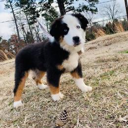 Miniature Australian Shepherd and Toy Australian Shepherd All Grown Up from 2Lazy2P Mini Aussies