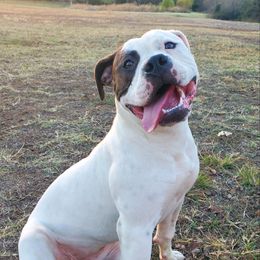 Izzy - American Bulldog