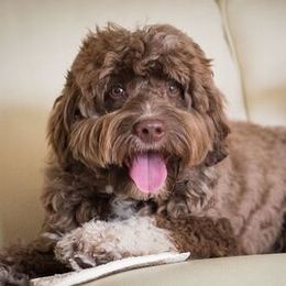 Australian Labradoodles from Autumn Harvest Dood Ranch