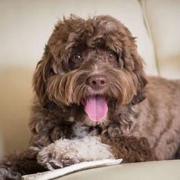 Australian Labradoodles from Autumn Harvest Dood Ranch