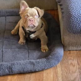 Kobe pet home only - White and fawn male French Bulldog puppy in Miami, Oklahoma from Destiny Jones