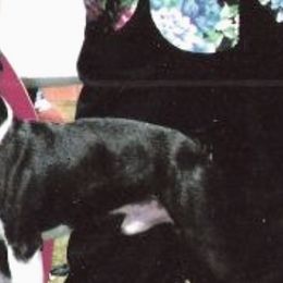 Boston Terriers from Zuran Show Dogs