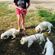 Clumber Spaniel Puppies from Tricklecreek Clumber Spaniels