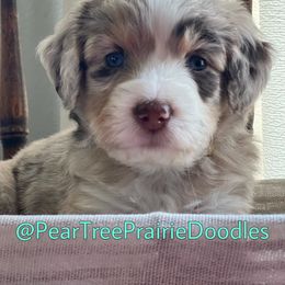 Aussiedoodle, Bernedoodle, and Poodle Puppies from Pear Tree Prairie Doodles