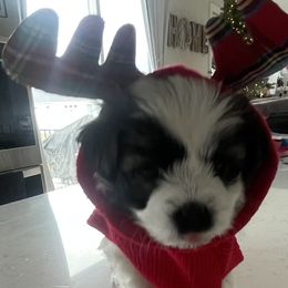 Boy 4 - Havanese puppy in Osceola, Indiana from LUV my HAVAMALT